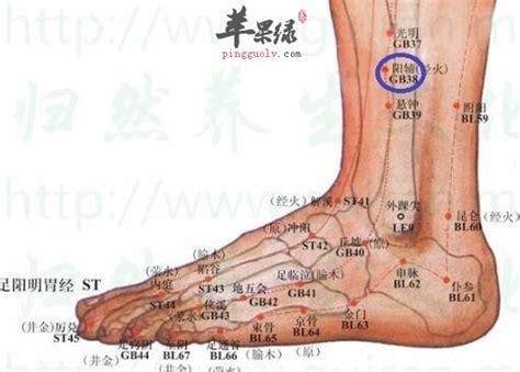 仁澤法師 陽輔穴位置